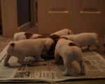 GReddy and Brembo's first litter