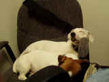 Brembo and Tuner sleeping in a chair in Shawn's office