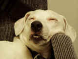 Closeup of Brembo sleeping in a chair in Shawn's office
